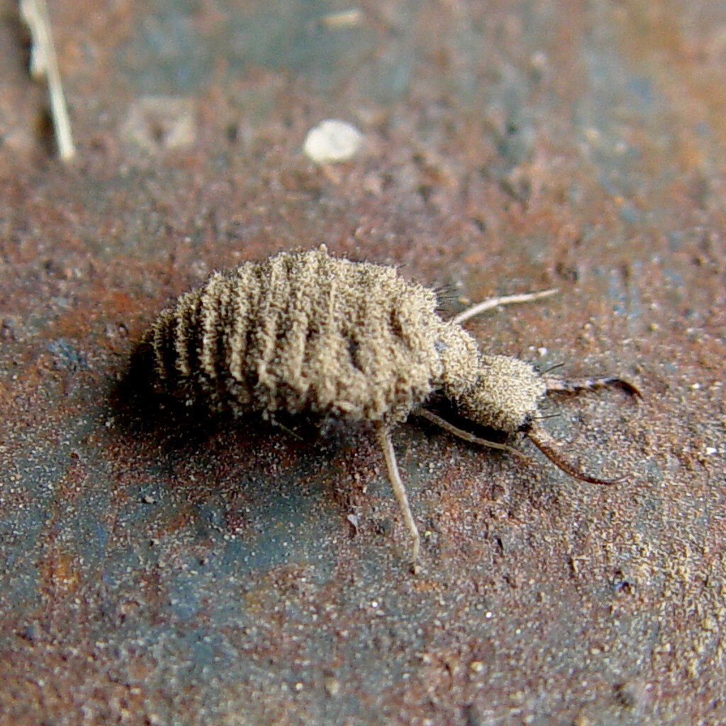 Photo of an antlion