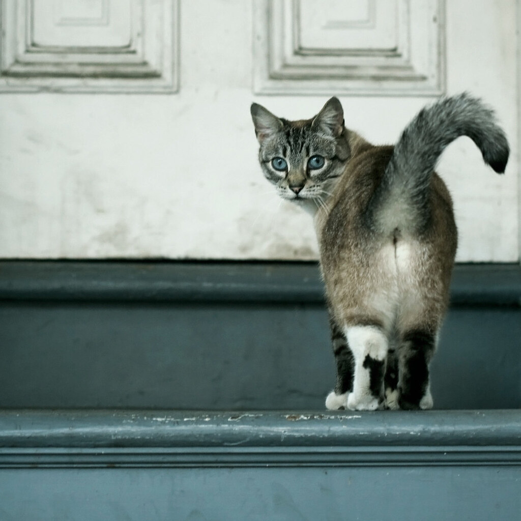 Photo of a cat's bottom