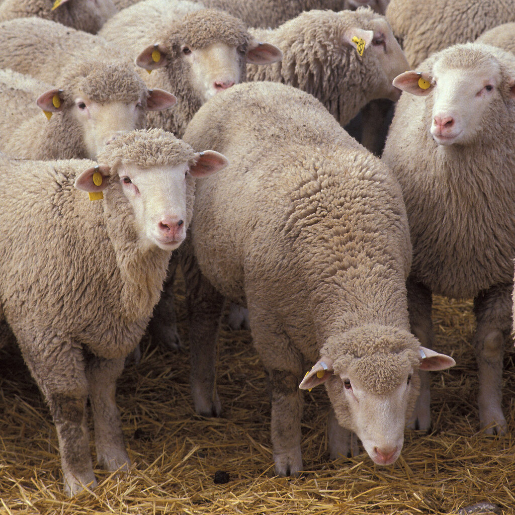 Photo of some sheep