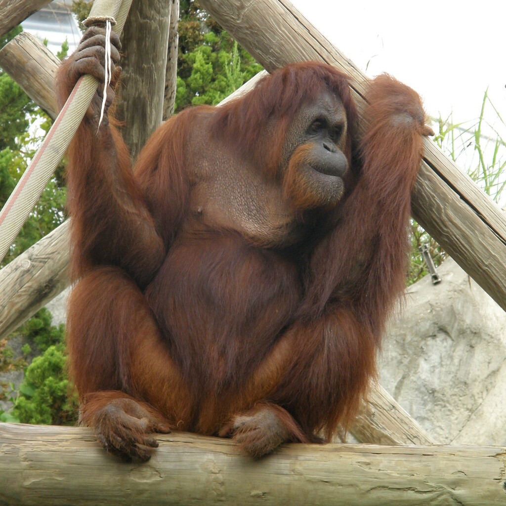 Photo of an ape