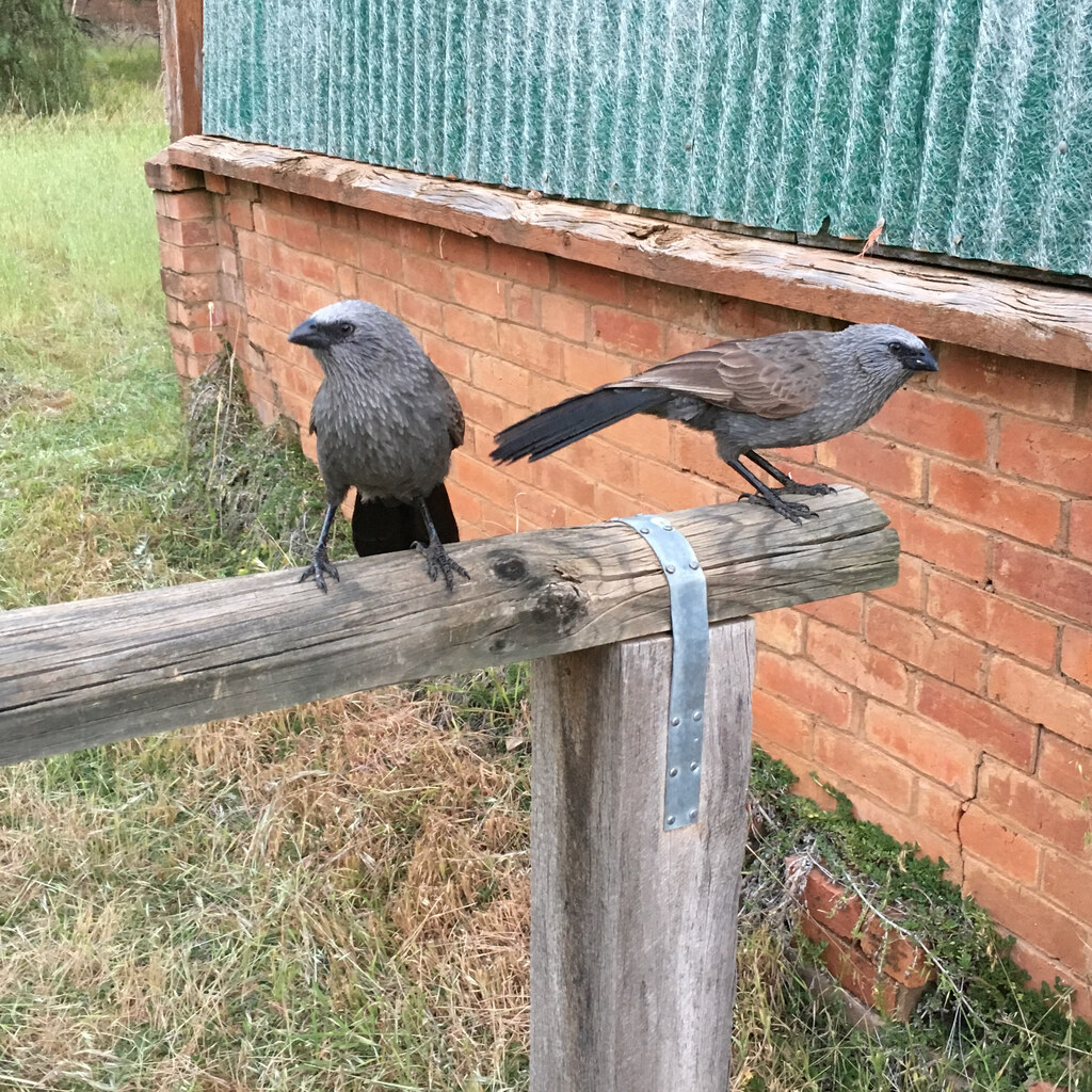 Photo of apostlebirds