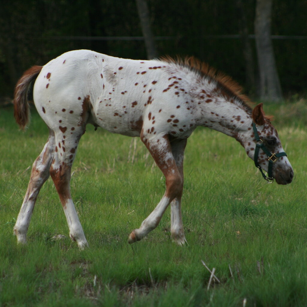 Photo of an appaloosa horse