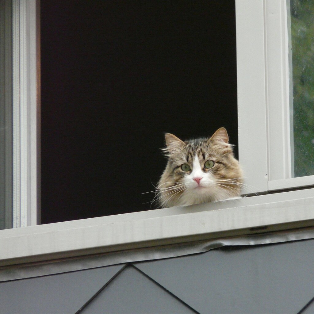 Photo of a cat appeared in a window