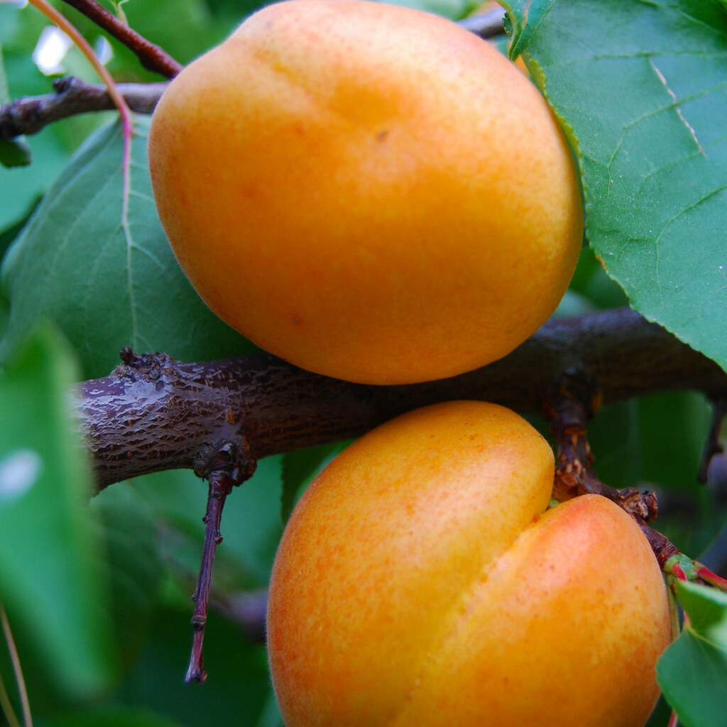 Photo of apricots