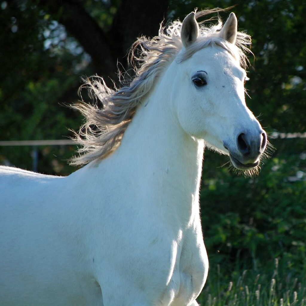 Photo of an Arabian horse