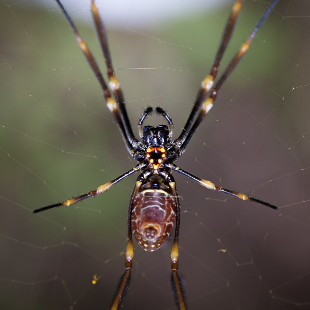 Photo of an arachnid