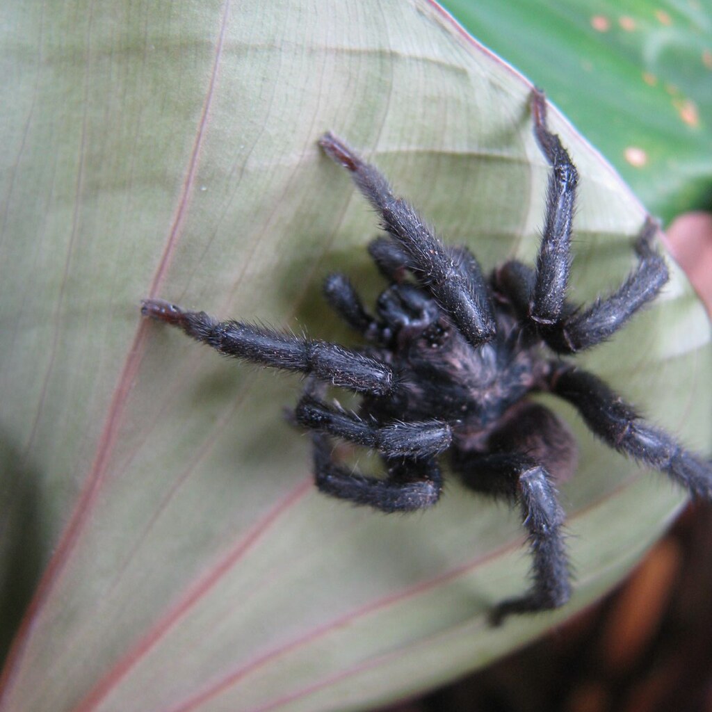 Photo of a hairy scary spider