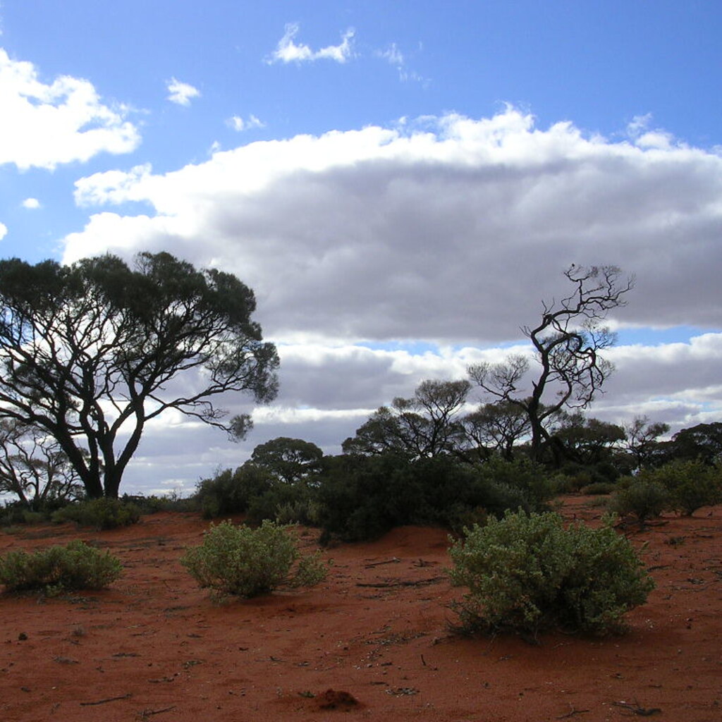 Photo of an arid landscape