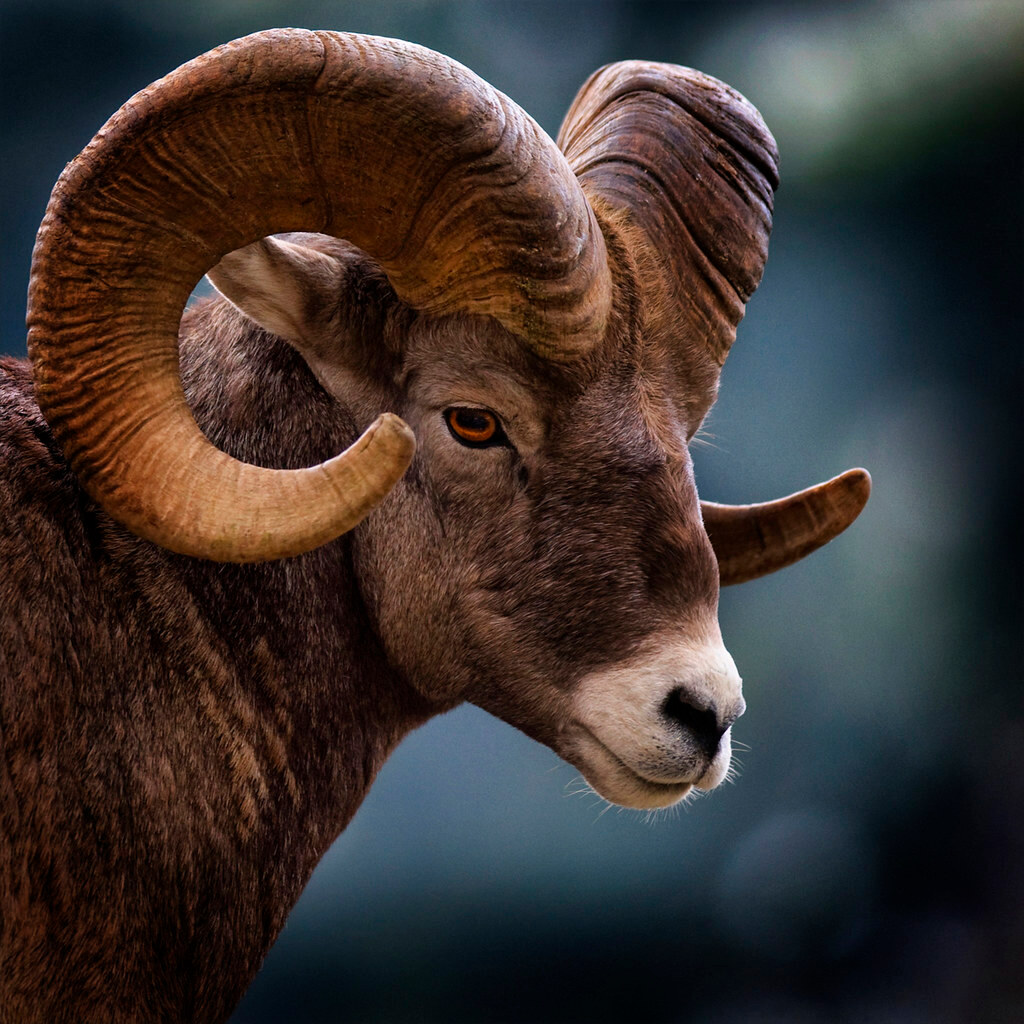 Photo of a ram
