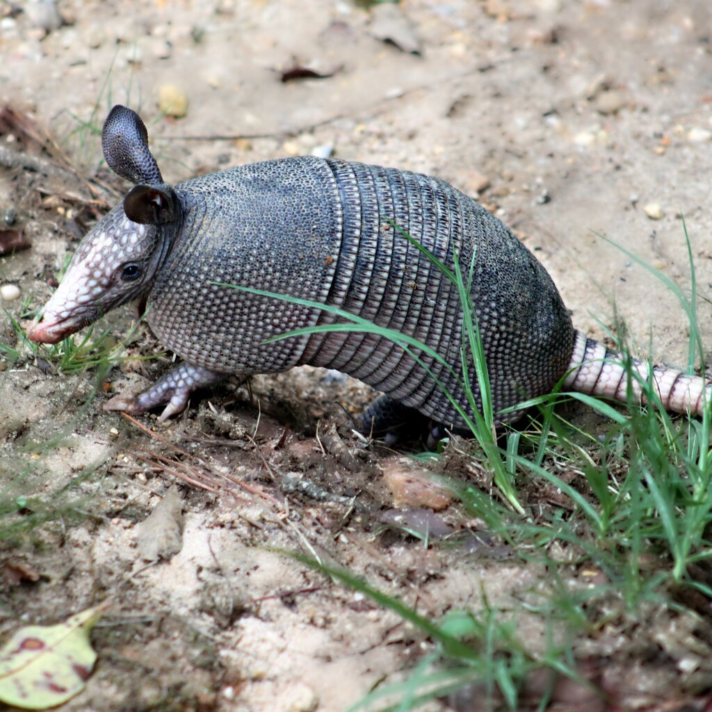 Photo of an armadillo