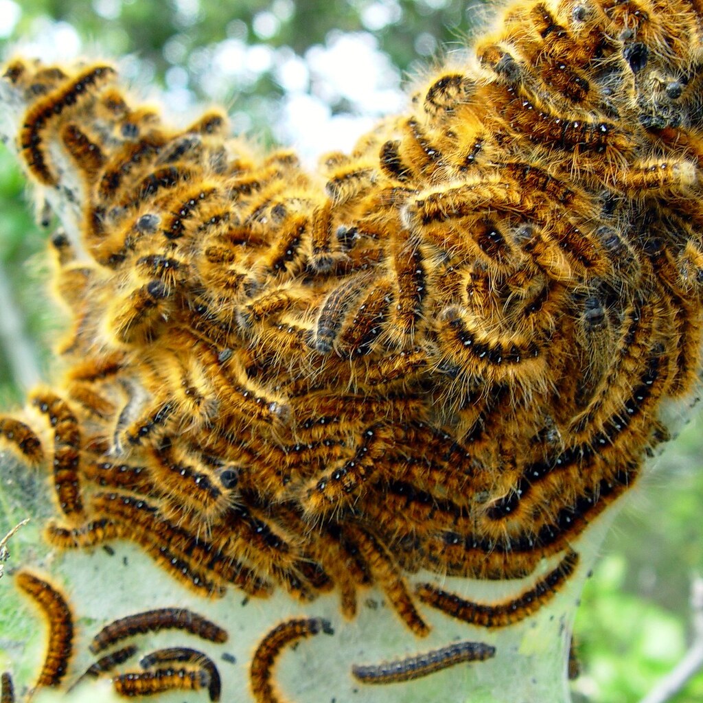 Photo of an army of caterpillars