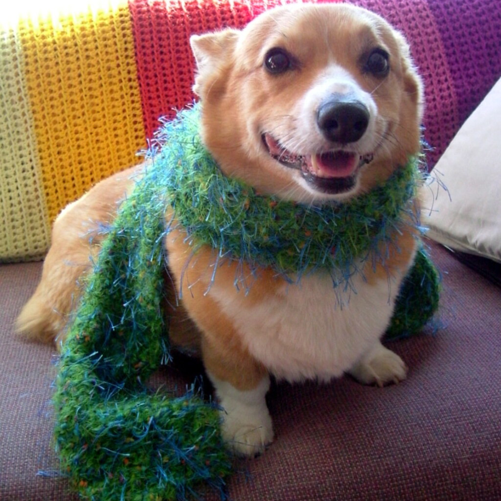 Photo of a dog wearing a scarf