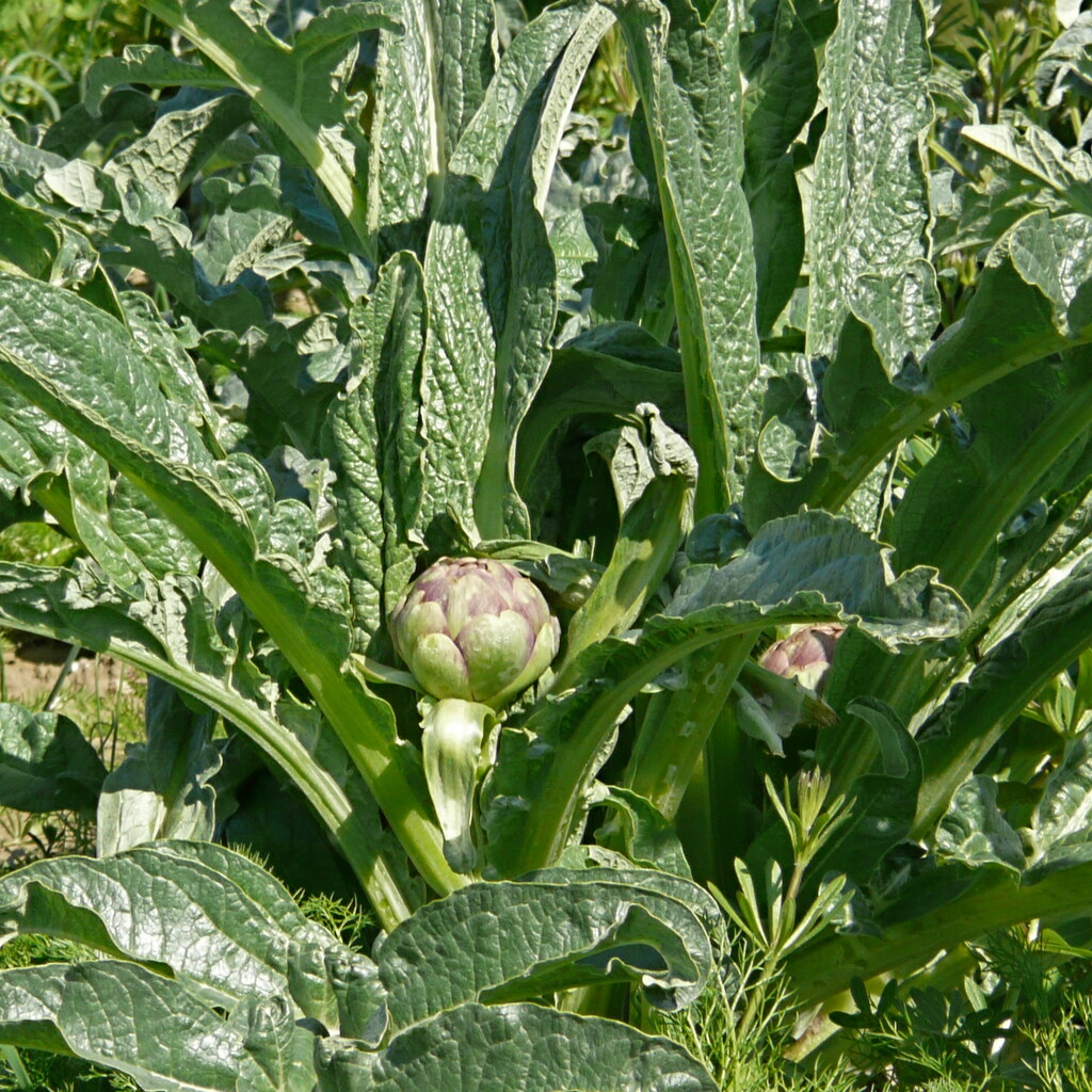 Photo of globe artichokes