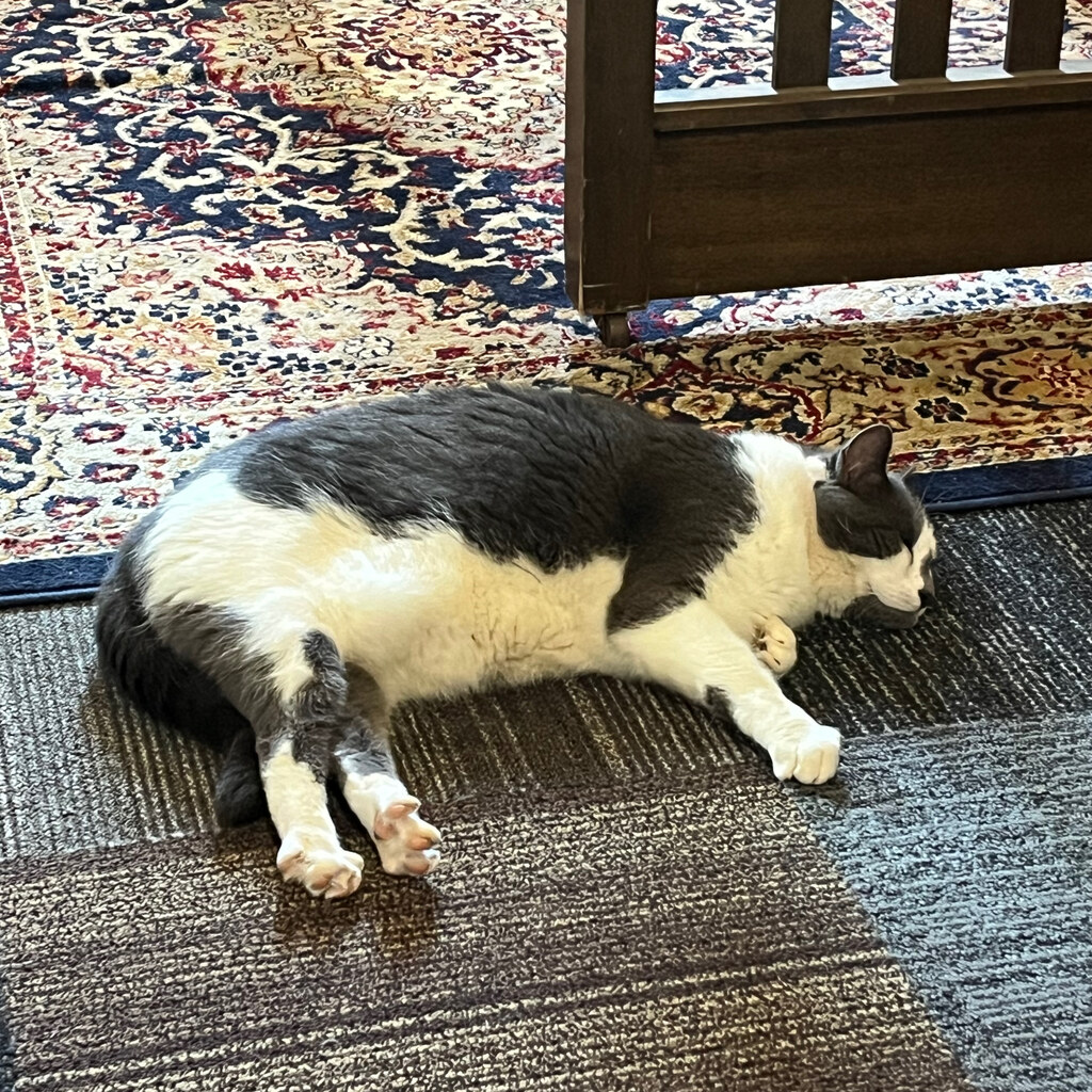 Photo of a sleeping cat