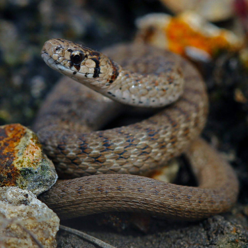 Photo of a snake