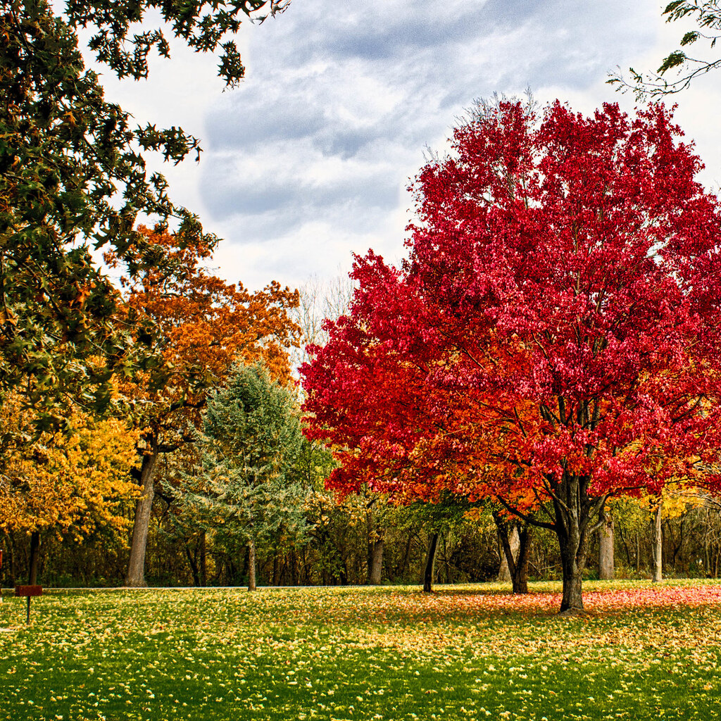 Photo of autumn trees.