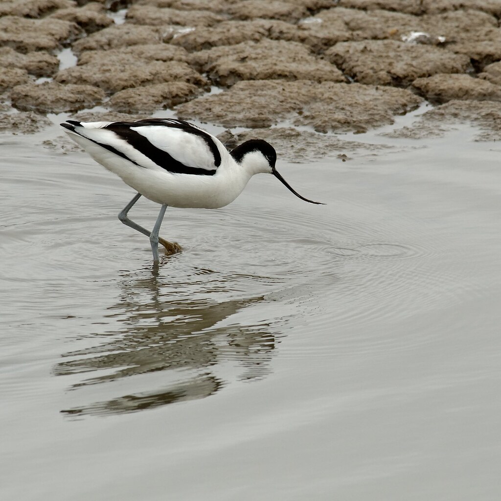 Photo of an avocet