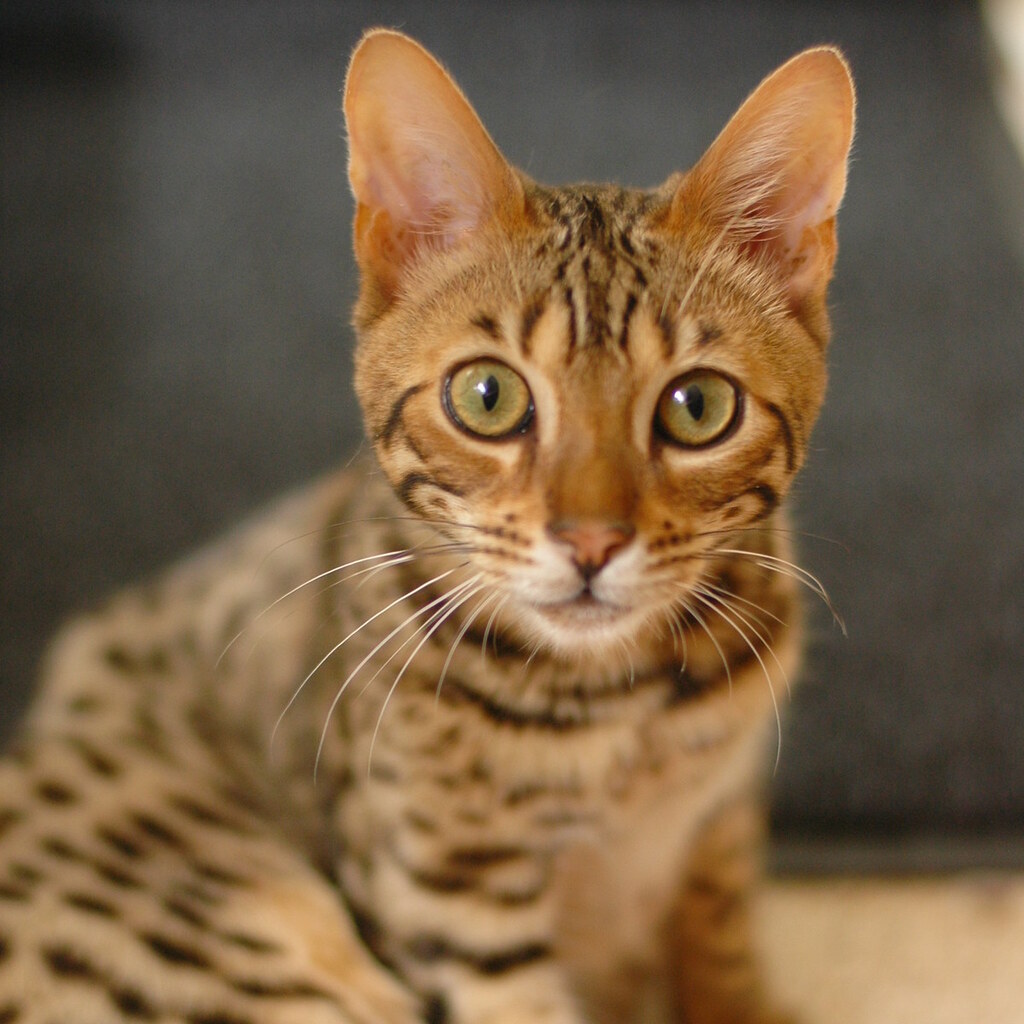 Photo of an awake cat