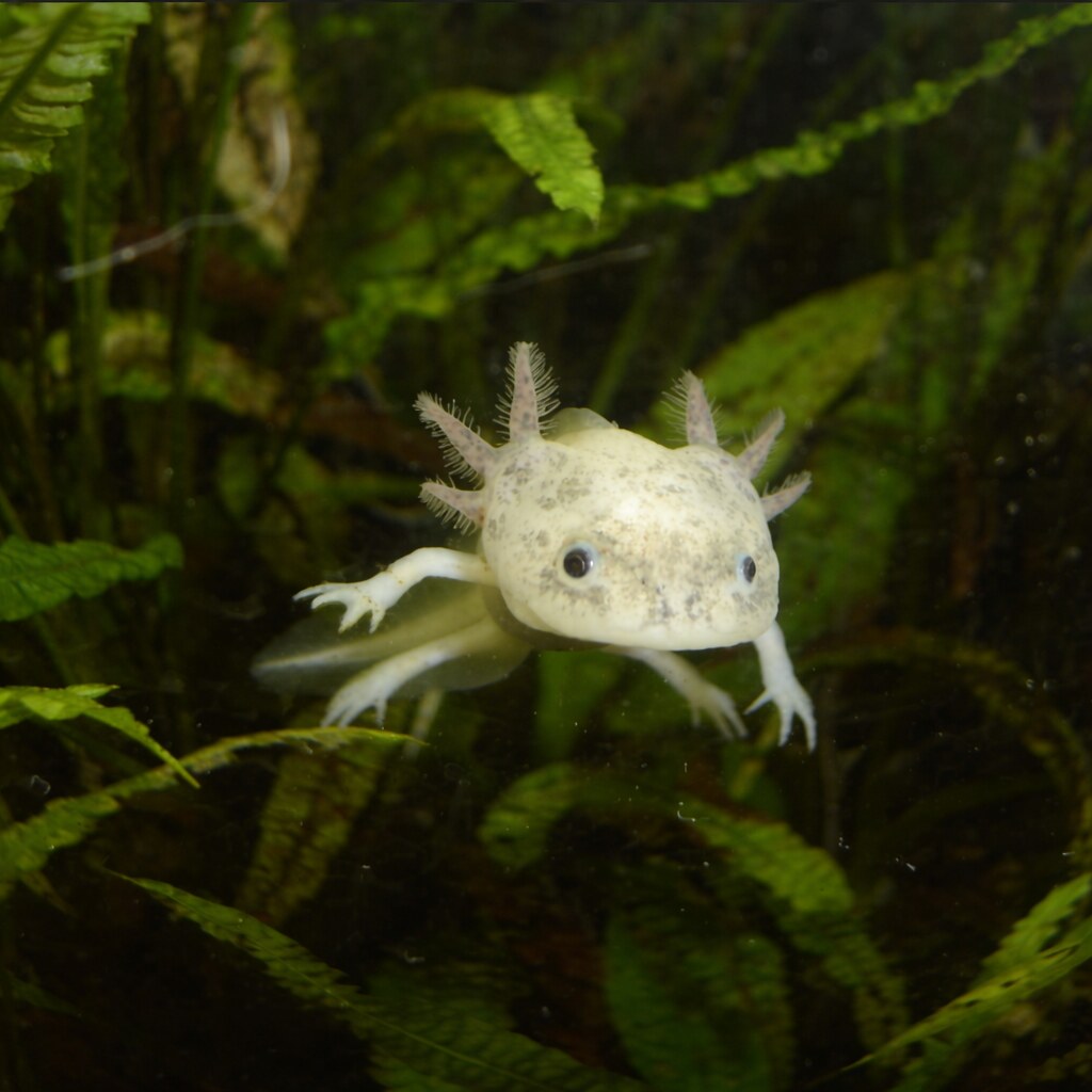 Photo of an axolotl
