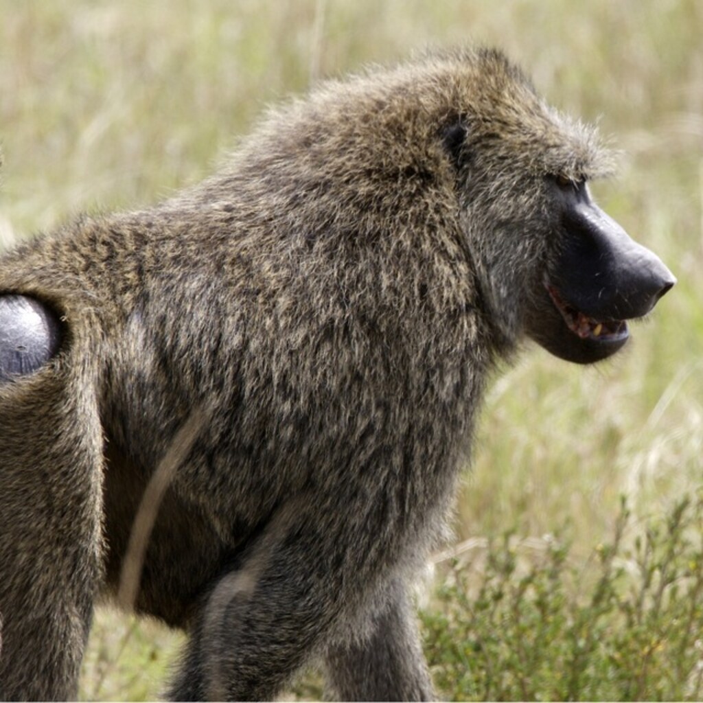 Photo of a baboon.