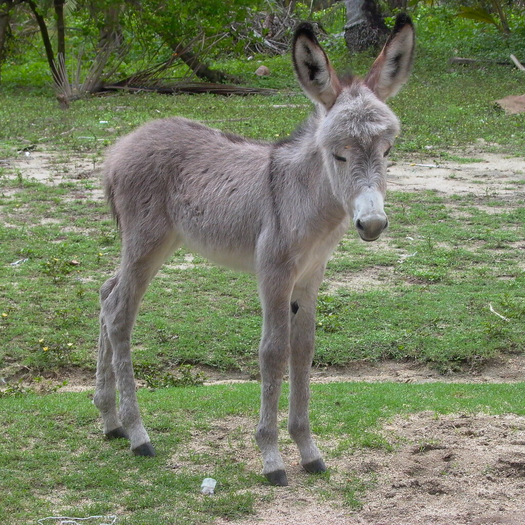 Photo of a baby donkey