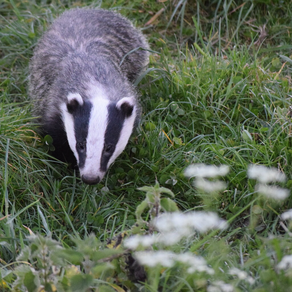 Photo of a badger