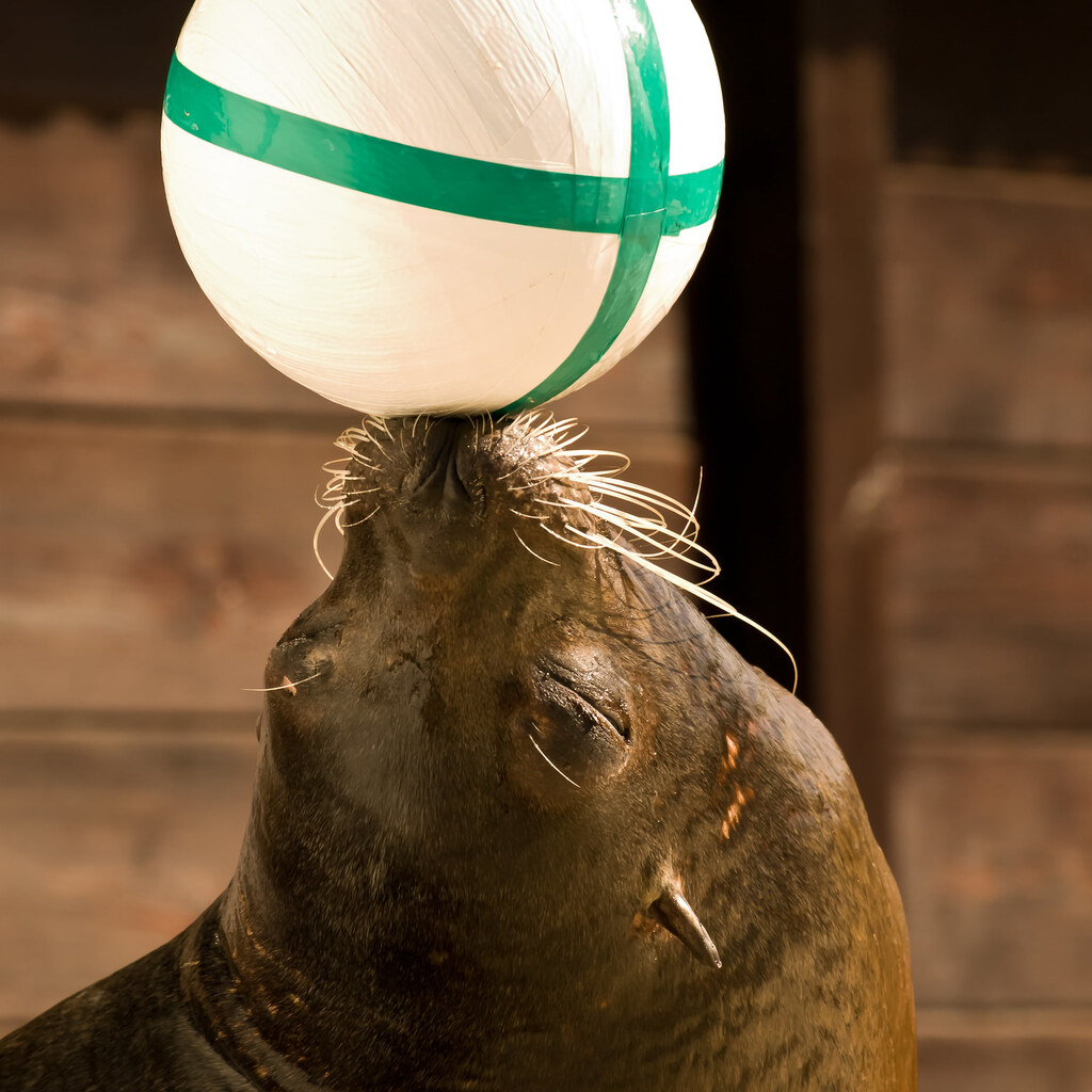 Photo of a seal balancing a ball on its nose