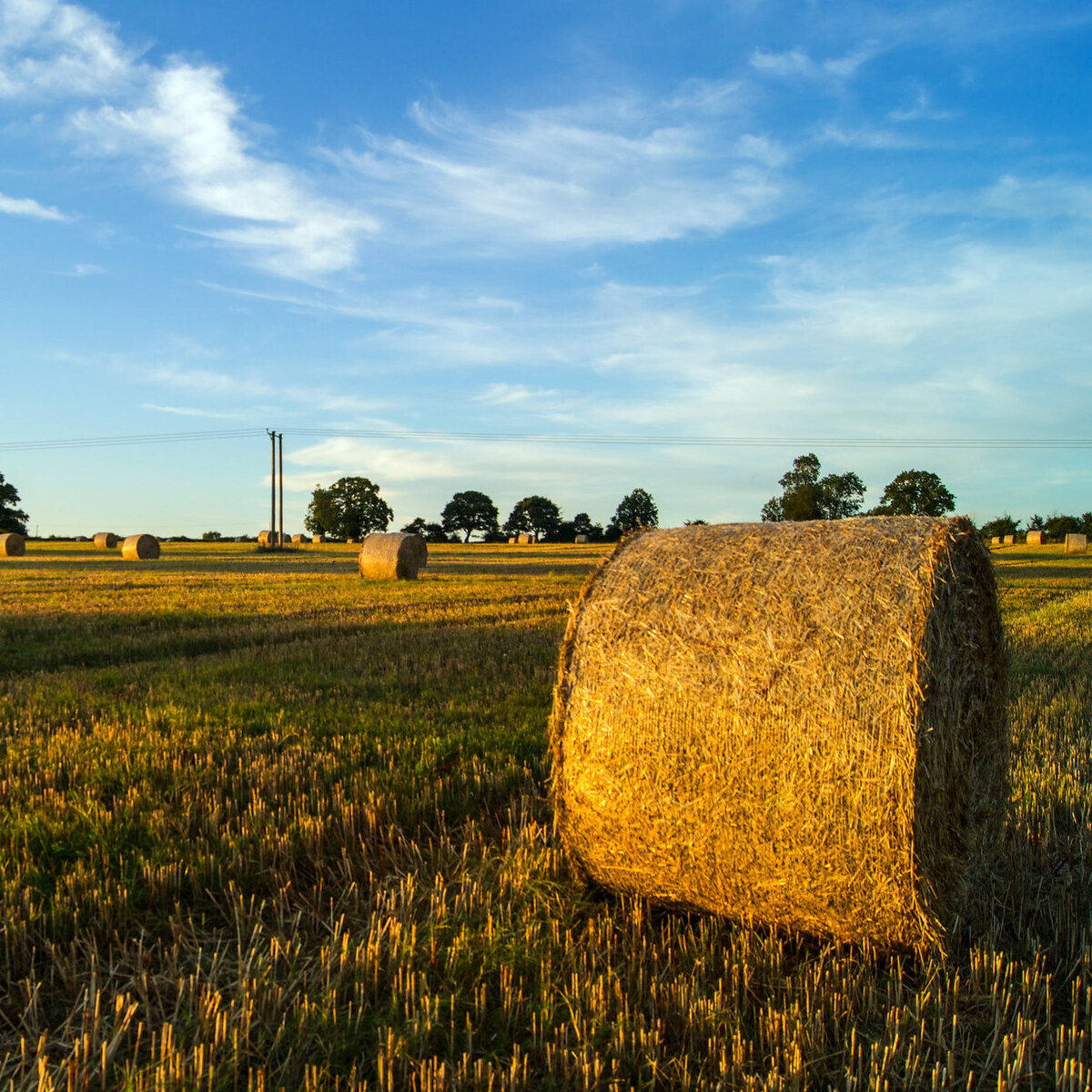 Photo of hay bales