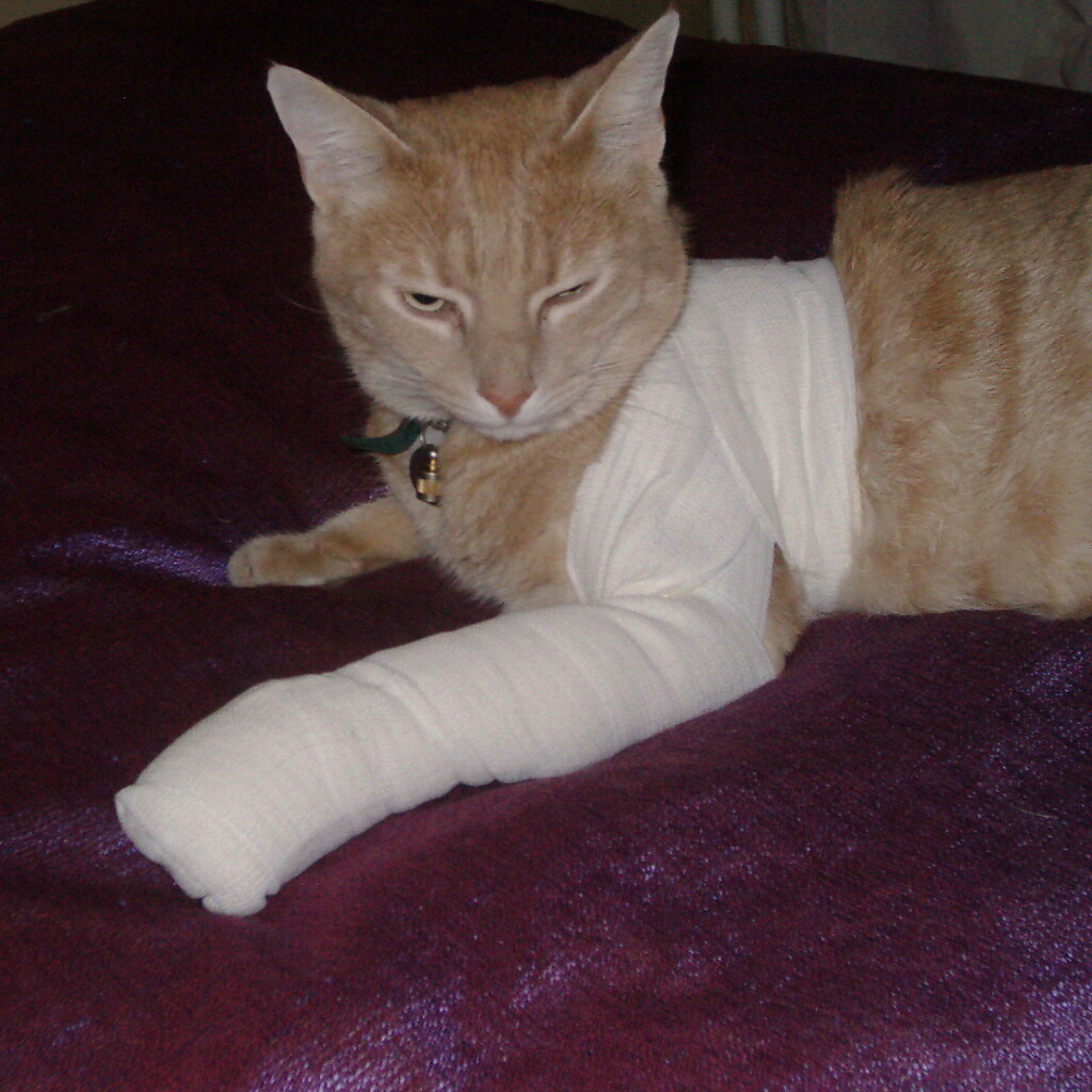Photo of a bandaged cat