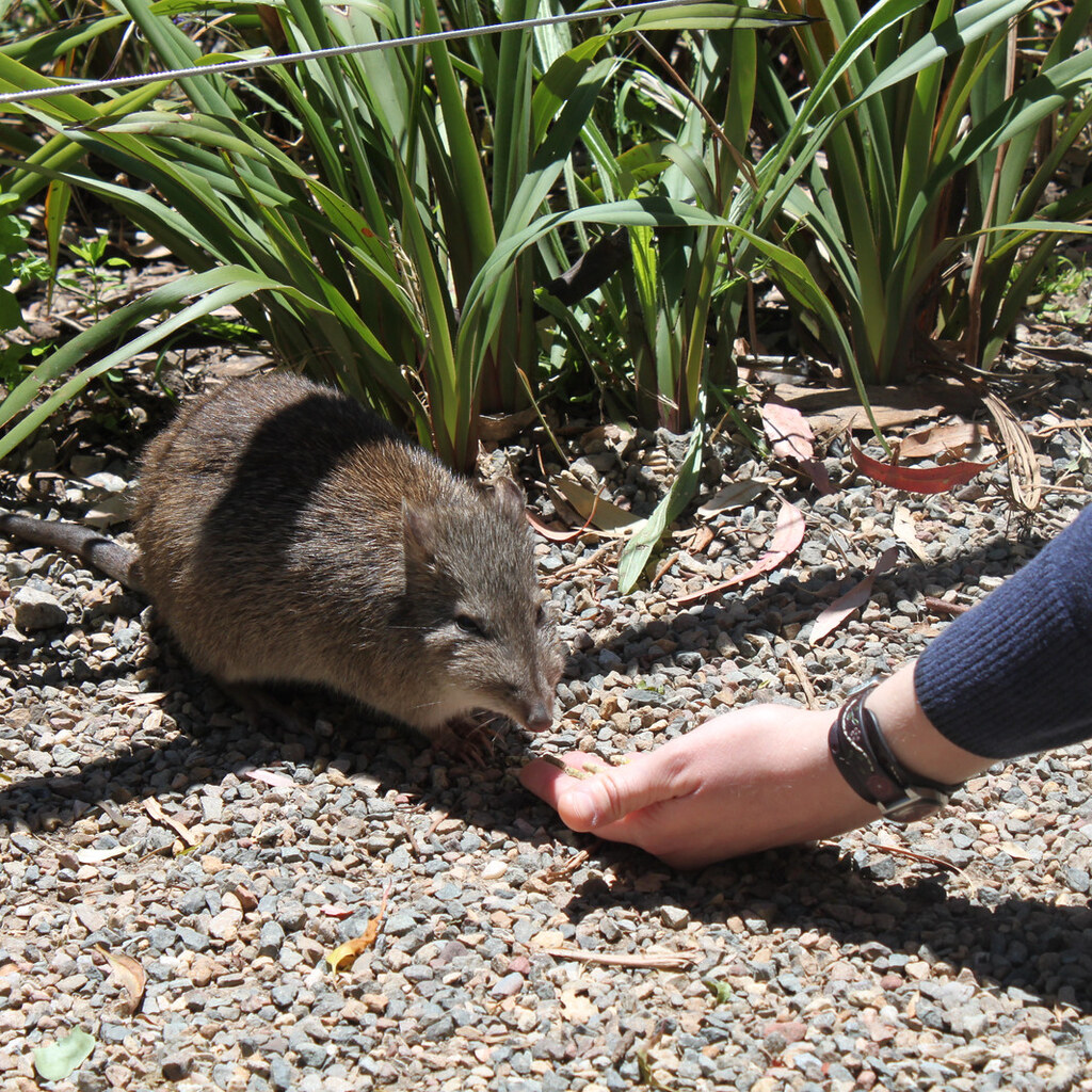 Photo of a bandicoot
