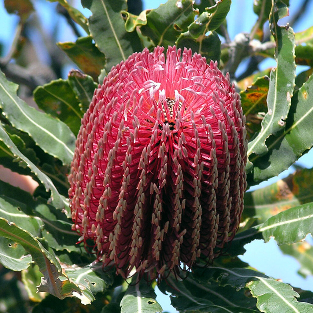 Photo of a banksia flower