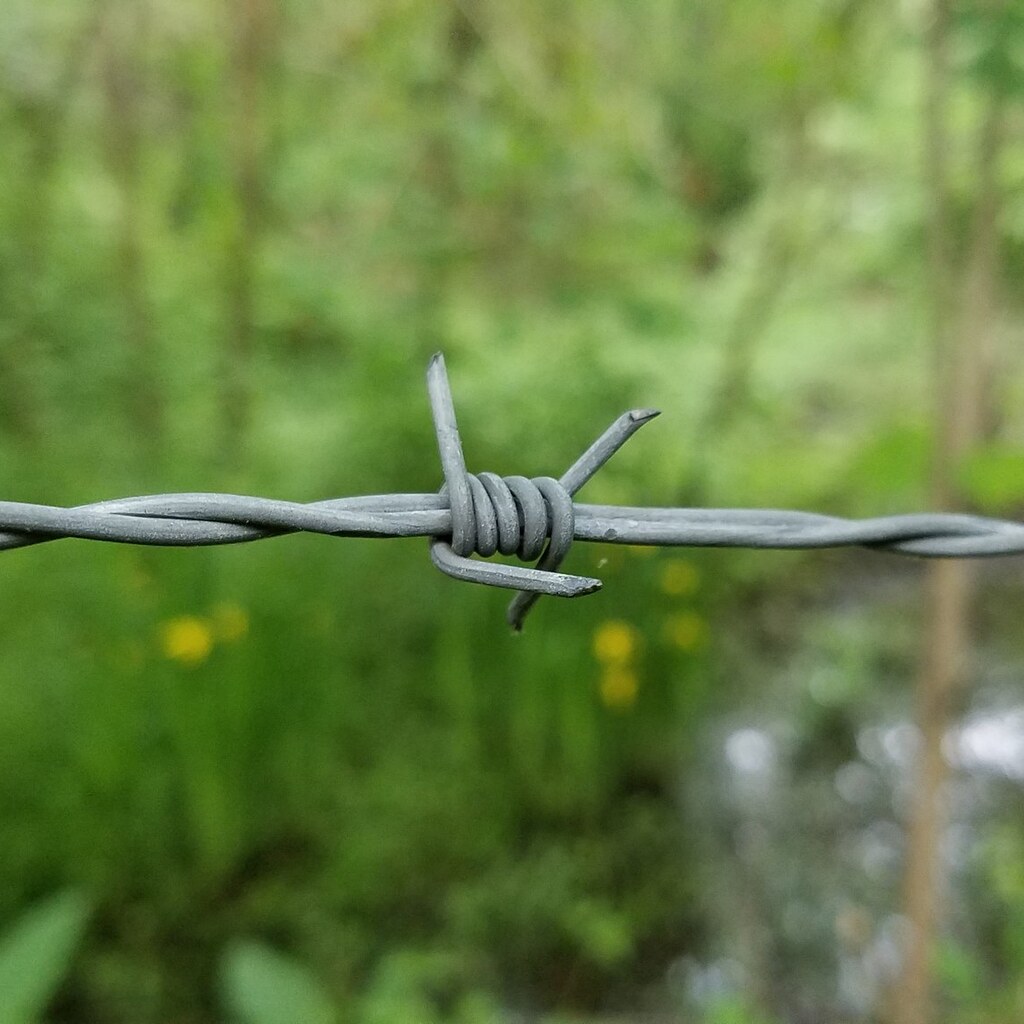 Photo of a single barb on barb wire.