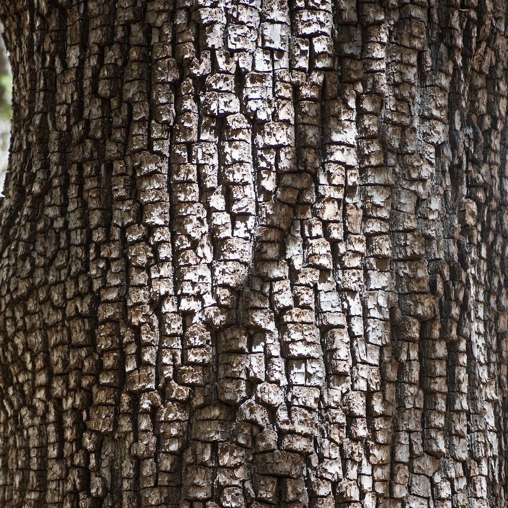 Photo of tree bark
