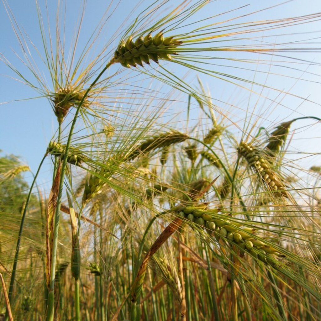 Photo of barley