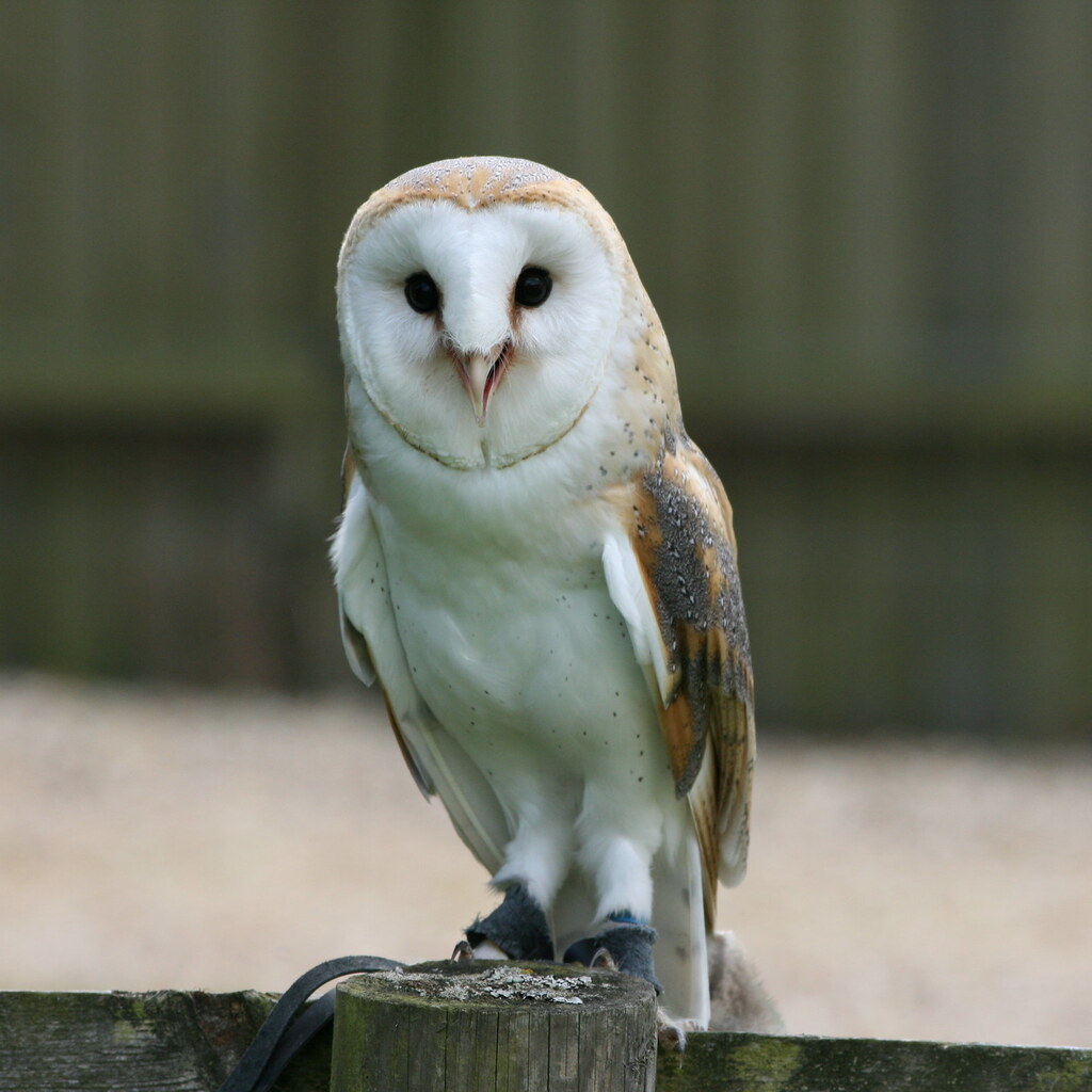 Photo of a barn owl