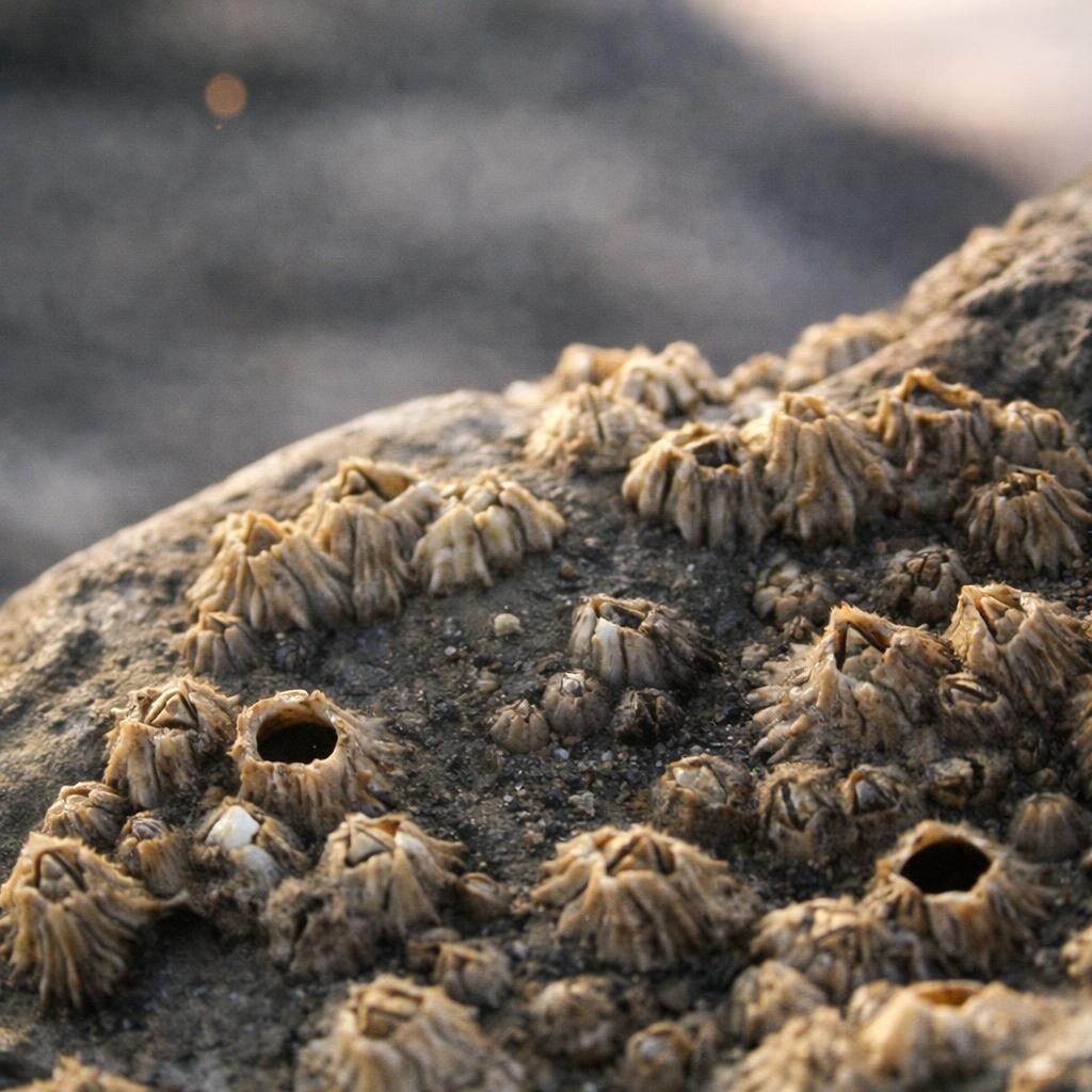 Photo of barnacles on a rock