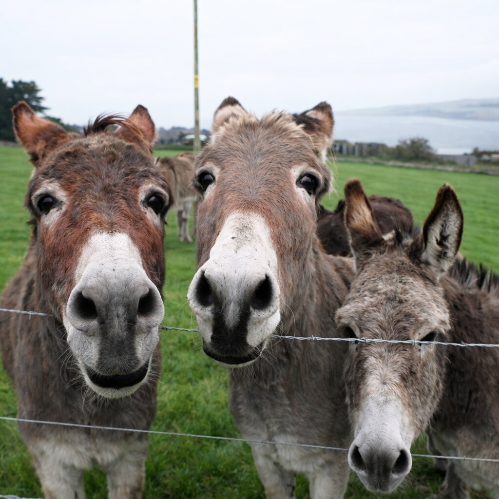 Photo of a group of donkeys