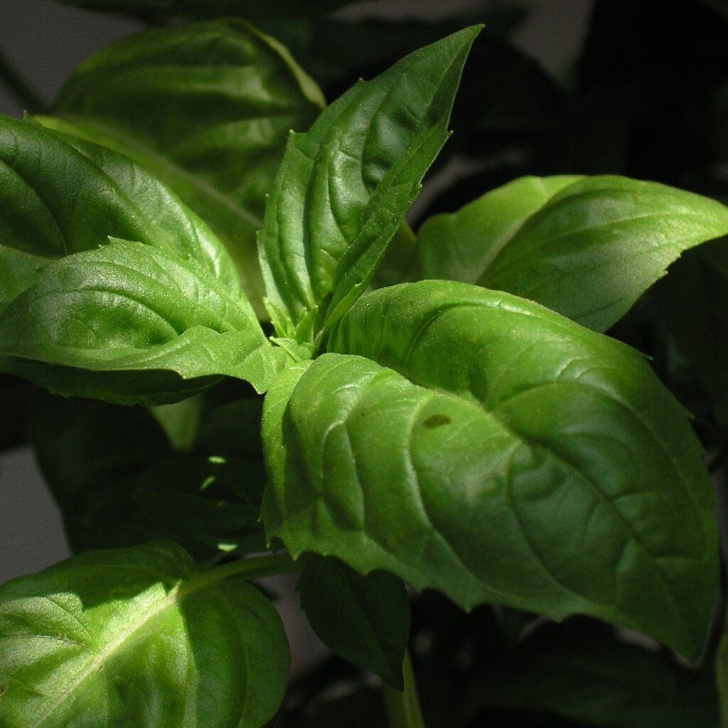 Photo of basil.