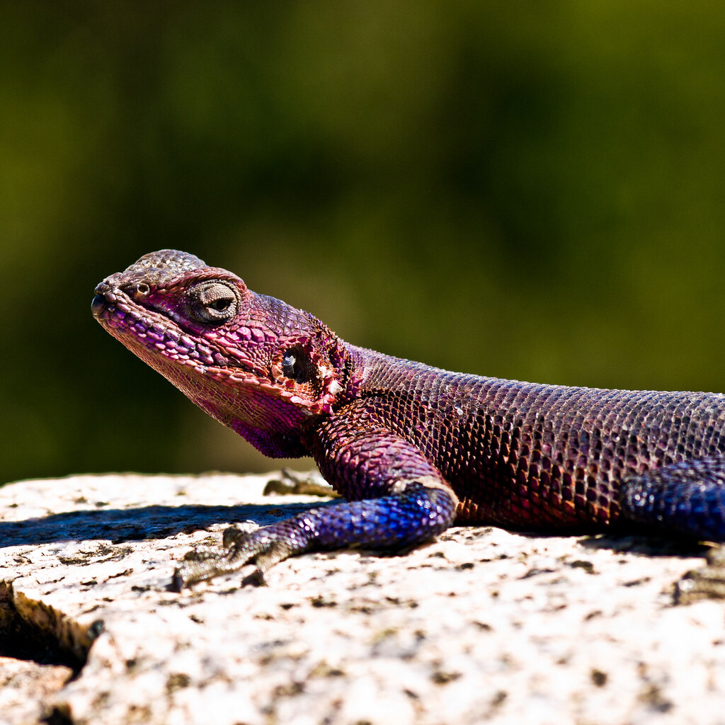 Photo of a lizard basking in the sun