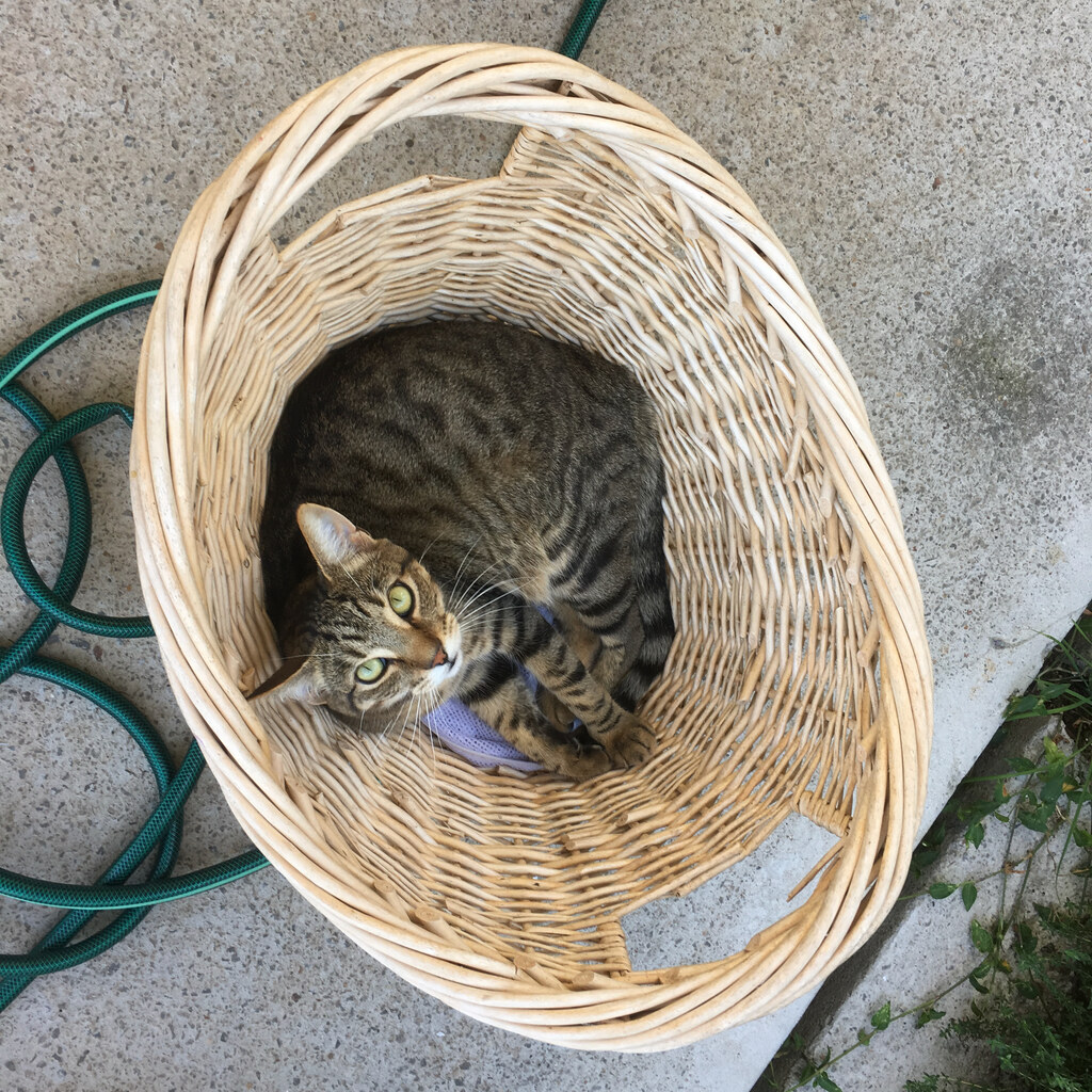 Photo of a basket