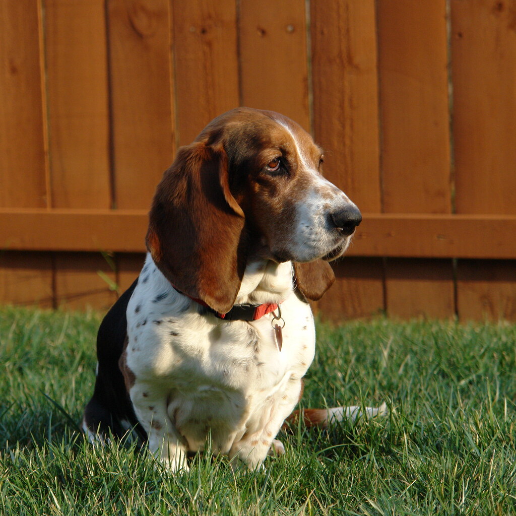 Photo of a basset hound