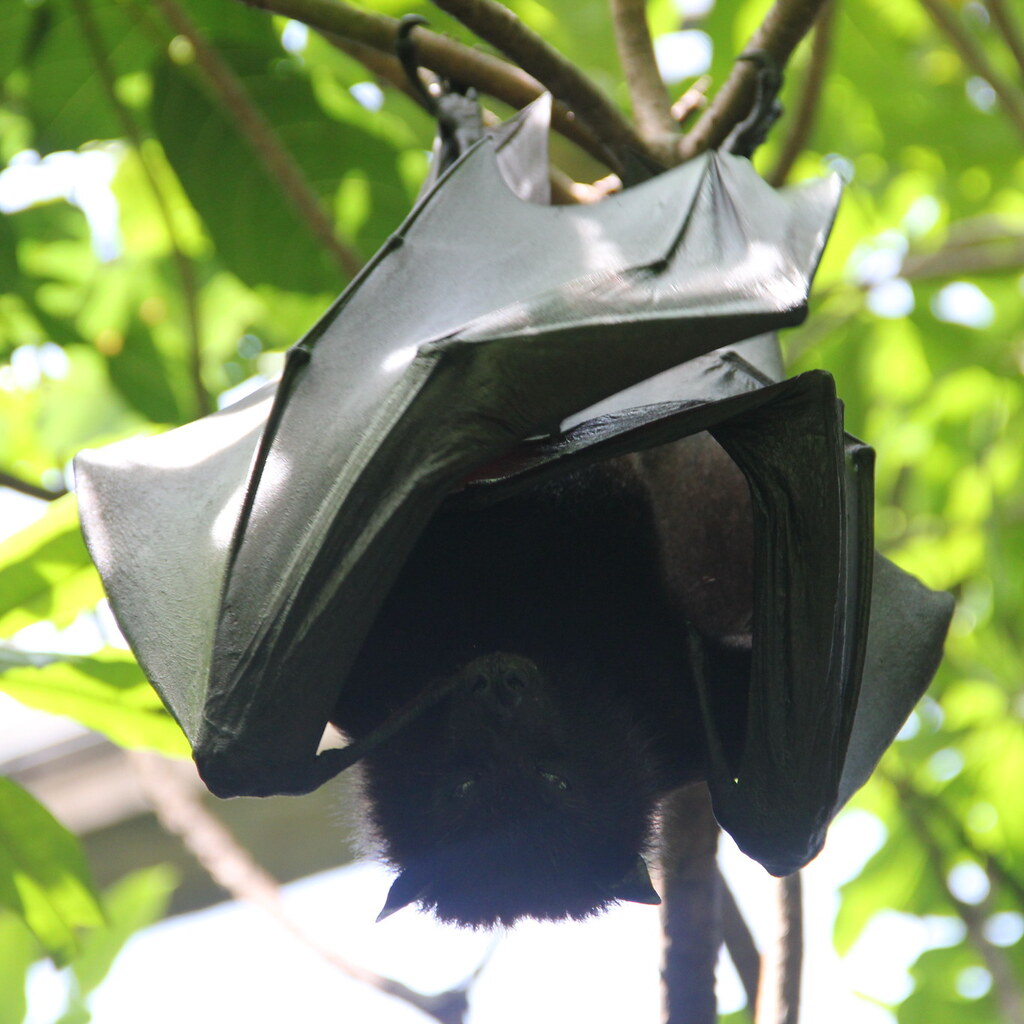 Photo of a bat.