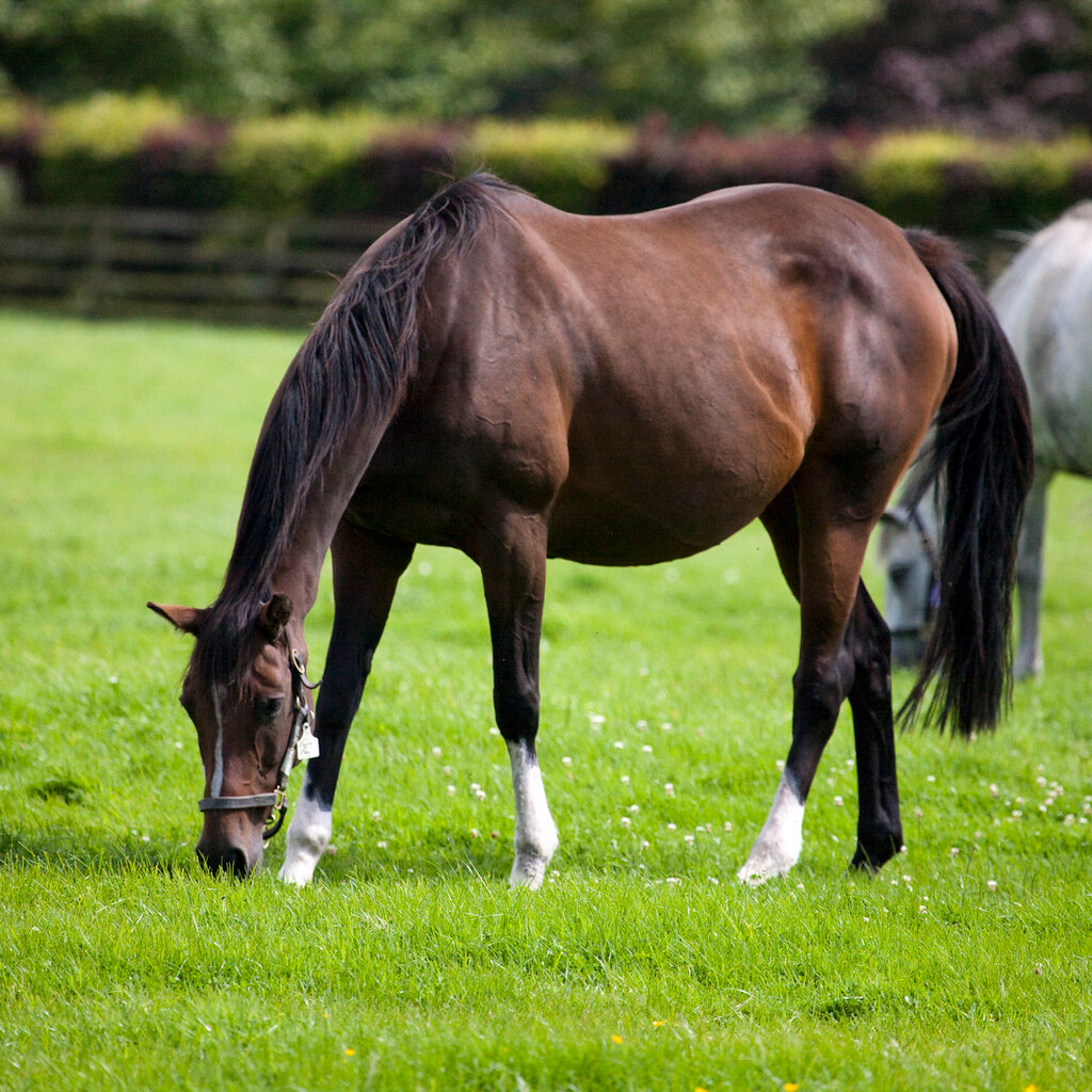 Photo of a bay horse.