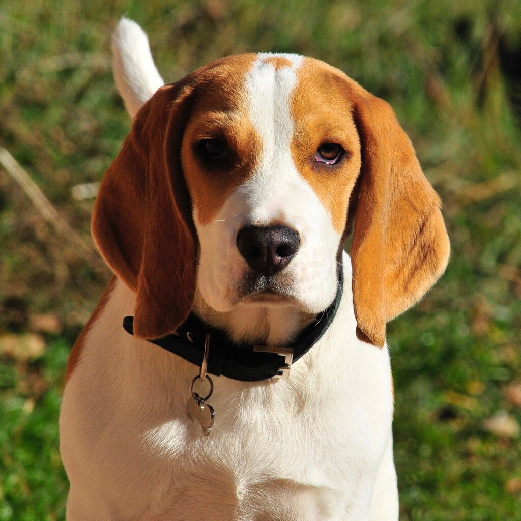 Photo of a beagle