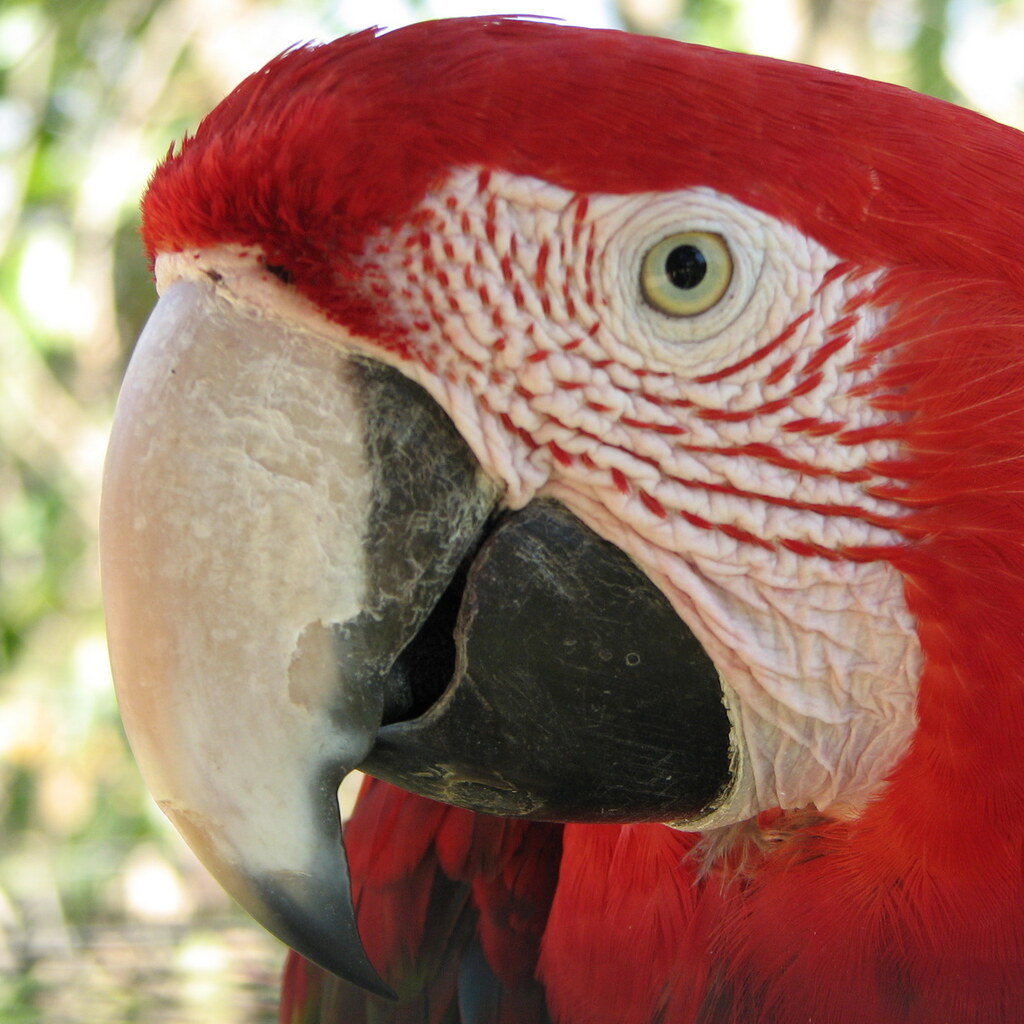Photo of a parrots beak