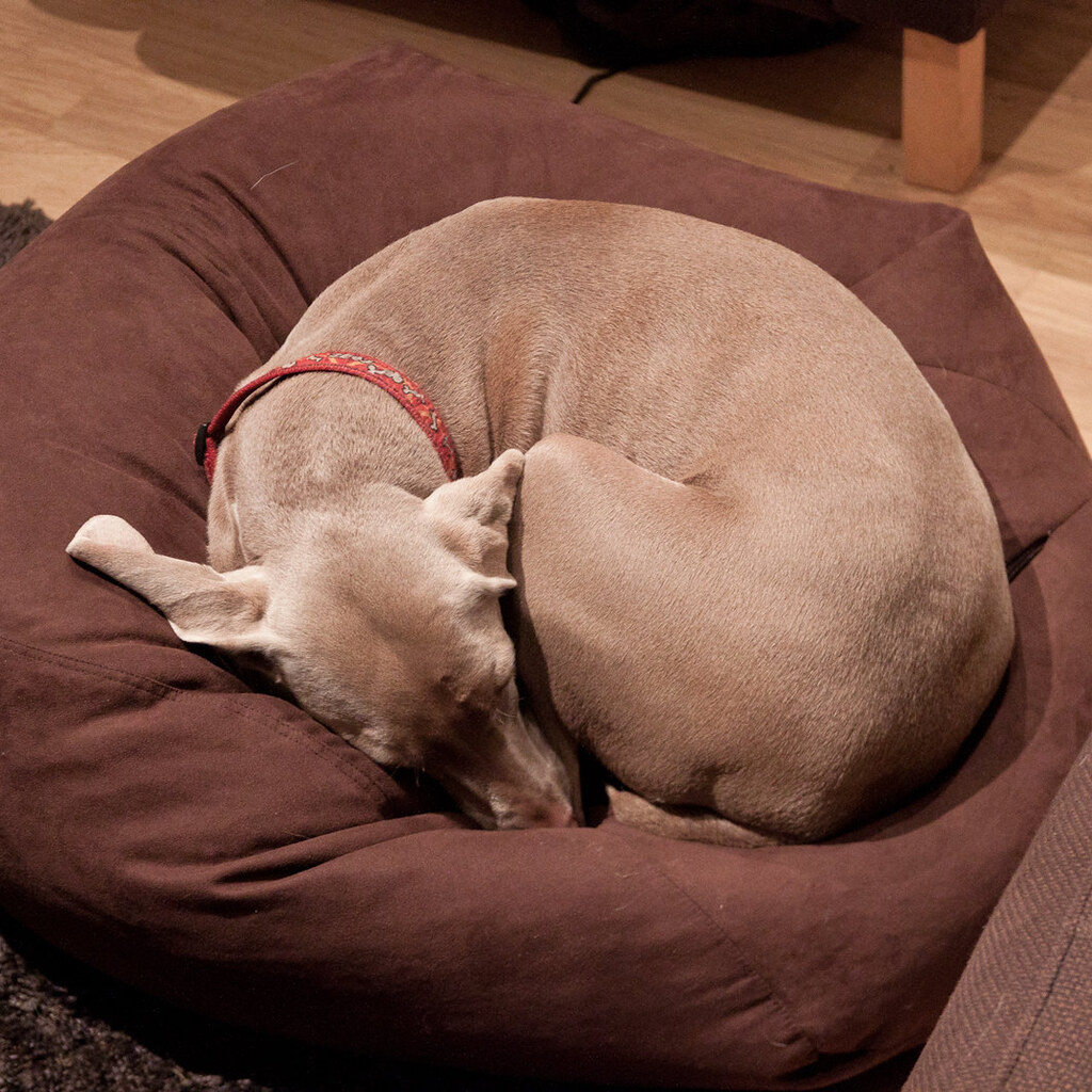 Photo of a dog in a beanbag