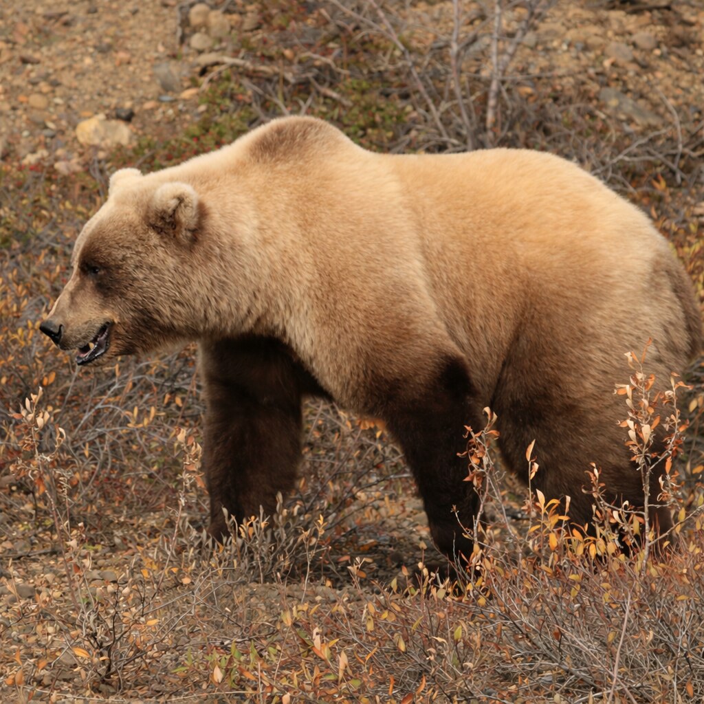 Photo of a grizzly bear