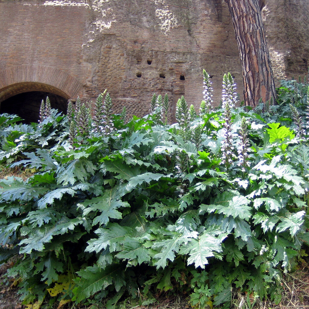 Photo of acanthus mollis
