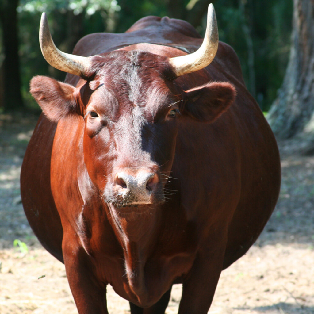 Photo of a beast of burden.