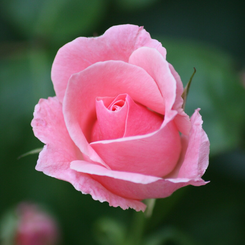 Photo of a beautiful rose